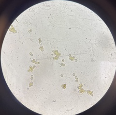 Apioperdon pyriforme image