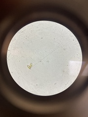 Hortiboletus rubellus