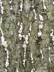 Cryptococcus fagisuga