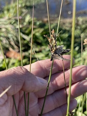Juncus patens