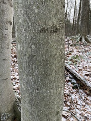 Cryptococcus fagisuga