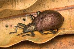 Metallonotus physopterus