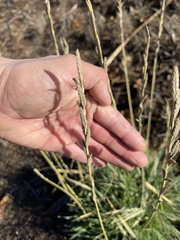 Thinopyrum obtusiflorum