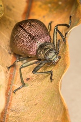 Metallonotus physopterus