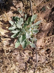 Nerisyrenia camporum