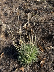Thinopyrum obtusiflorum