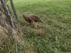 Myrmecophaga tridactyla
