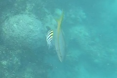 Ocyurus chrysurus