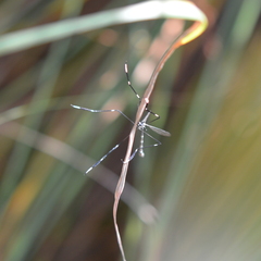 Bittacomorpha clavipes