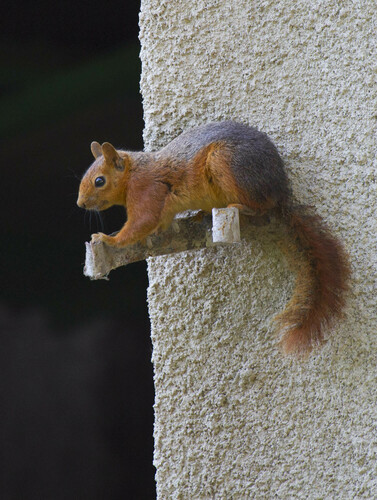 Caucasian Squirrel