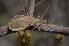 Spartocera