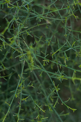 Ambrosia salsola