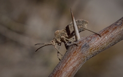 Spartocera