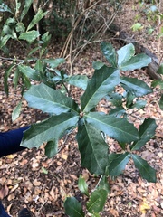Photinia serratifolia