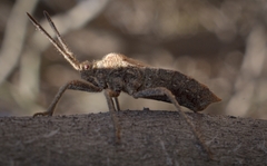 Spartocera