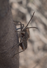 Spartocera