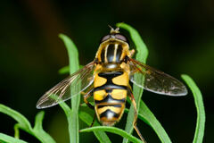 Eristalini