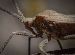 Spartocera