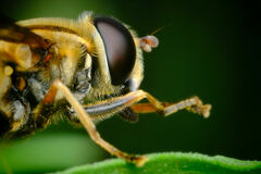 Eristalini