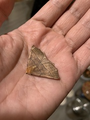 Tetracis cervinaria