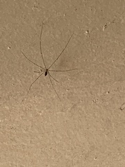 Crossopriza