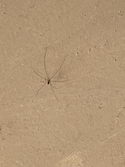 Crossopriza
