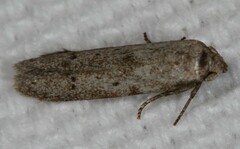 Hypatopa punctiferella