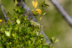 Bootettix argentatus