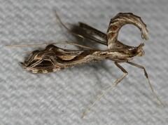 Lineodes integra