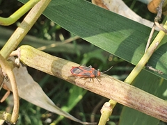 Caenocoris nerii