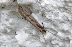 Eriocottis paradoxella