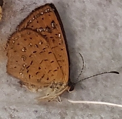 Riodinidae