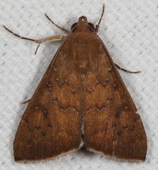 Anomis illita