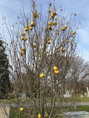 Pseudocydonia sinensis