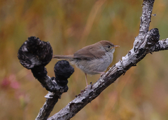 Cisticola fulvicapilla