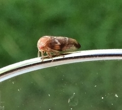 Ophiderma