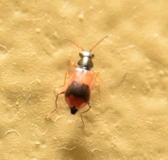 Anthocomus equestris