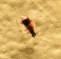 Anthocomus equestris