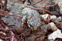 Bufotes viridis sitibundus