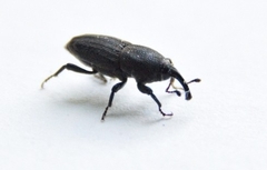 Sphenophorus parvulus