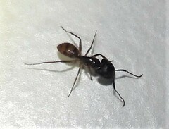Camponotus atriceps