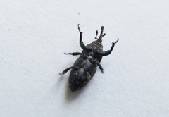 Sphenophorus parvulus