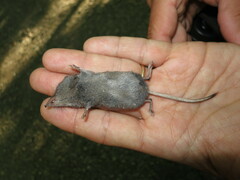 Sorex fumeus