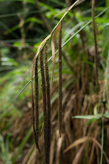 Carex pendula