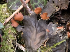 Peltigera horizontalis