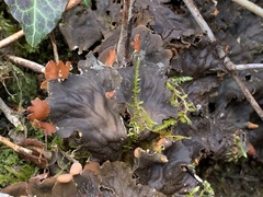 Peltigera horizontalis