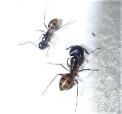 Camponotus atriceps
