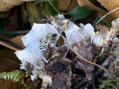 Peltigera horizontalis