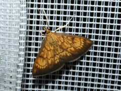 Ecpyrrhorrhoe rubiginalis