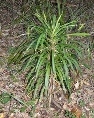 Cordyline stricta